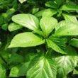 Mrenda (Jute Mallow), Nature's Medicine Cabinet
