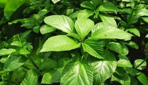 Mrenda (Jute Mallow), Nature's Medicine Cabinet