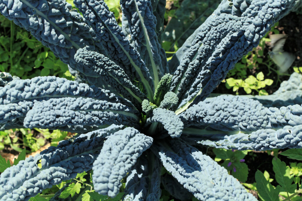 Health Benefits of Lacinato Kale