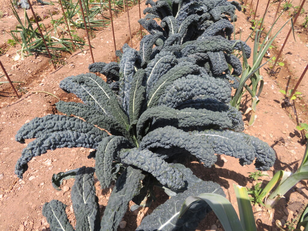 Health Benefits of Lacinato Kale