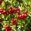 Chinese Hawthorn's benefits