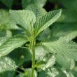 Mrenda (Jute mallow)