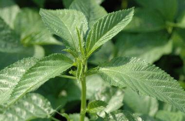 Mrenda (Jute mallow)