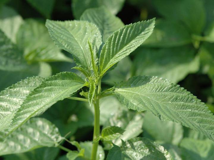 Mrenda (Jute mallow)