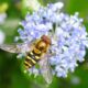 Beneficial Insects for your garden