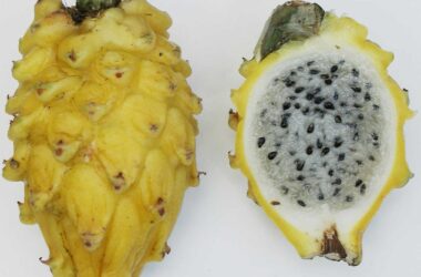 Yellow dragon fruit