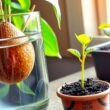 How to Grow an Avocado from Seed