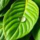 Health Benefits of Avocado Leaves