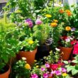 Tips for Balcony Gardens