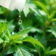 Neem Oil Spray for Plants