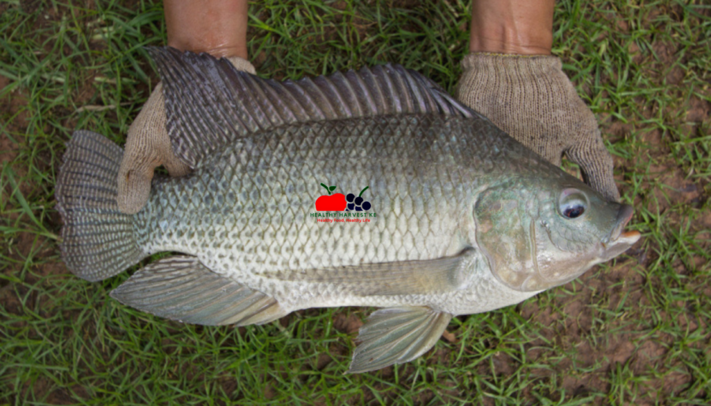 How to Start a Profitable Fish Farm in Kenya: Step-by-Step Guide