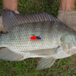 How to Start a Profitable Fish Farm in Kenya: Step-by-Step Guide