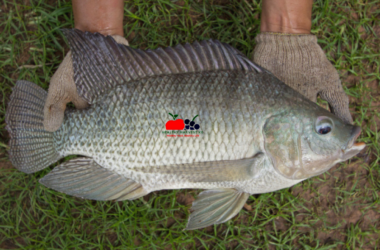 How to Start a Profitable Fish Farm in Kenya: Step-by-Step Guide