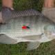 How to Start a Profitable Fish Farm in Kenya: Step-by-Step Guide