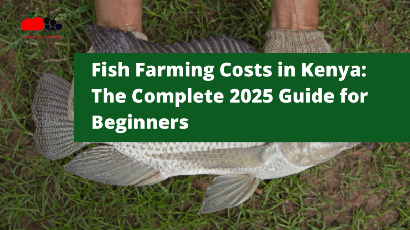 Fish Farming Costs in Kenya: The Complete 2025 Guide for Beginners