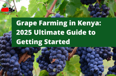 Grape Farming in Kenya: The 2025 Ultimate Guide to Getting Started in This Lucrative Industry