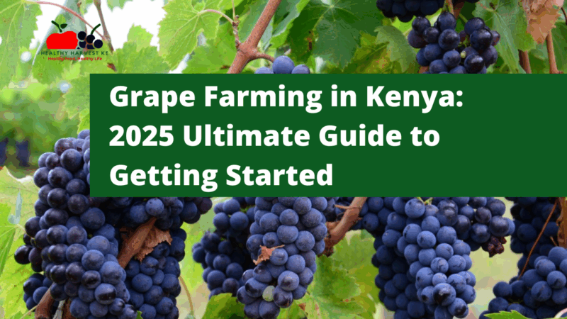 Grape Farming in Kenya: The 2025 Ultimate Guide to Getting Started in This Lucrative Industry