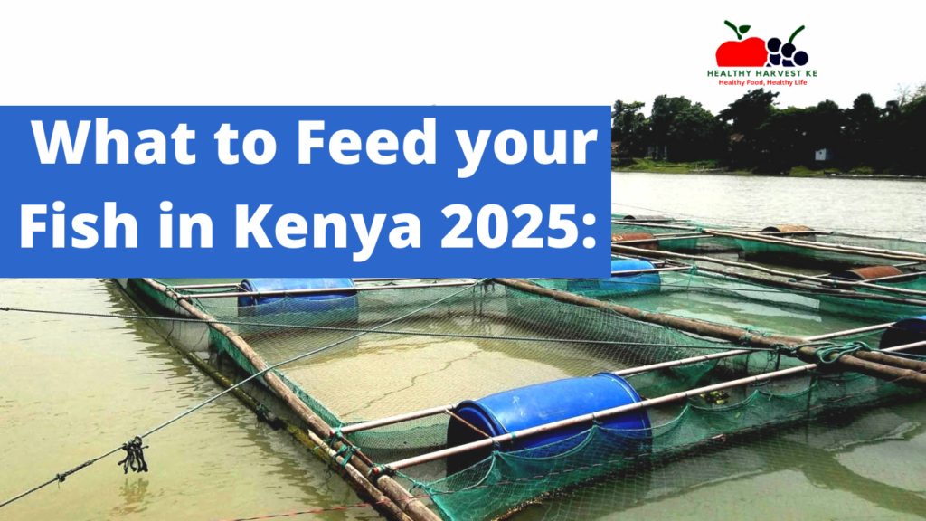 What to Feed Fish in Kenya 2025: