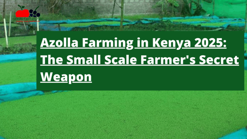 Azolla Farming in Kenya 2025: The Small Scale Farmer's Secret Weapon