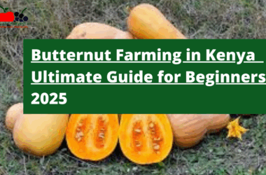 Butternut Farming in Kenya 2025: The Ultimate Guide for Beginners