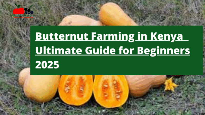 Butternut Farming in Kenya 2025: The Ultimate Guide for Beginners