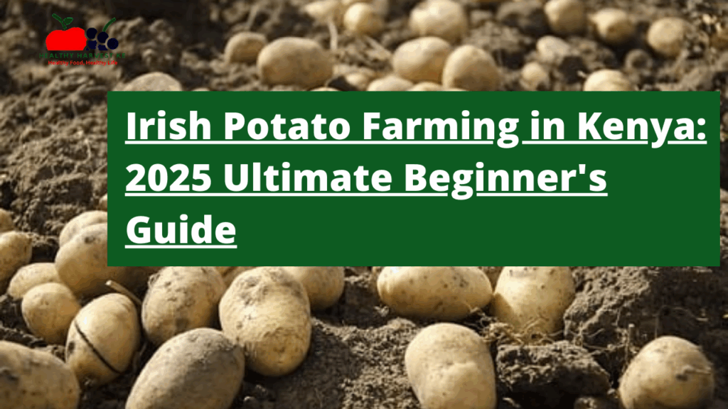 Irish Potato Farming in Kenya: The Ultimate Beginner's Guide