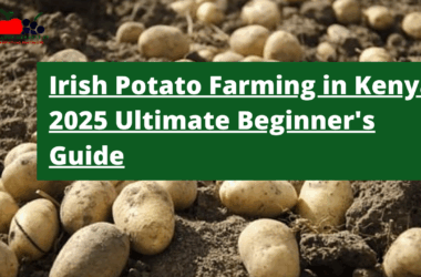 Irish Potato Farming in Kenya: The Ultimate Beginner's Guide