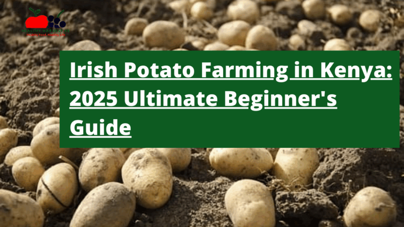 Irish Potato Farming in Kenya: The Ultimate Beginner's Guide