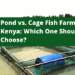 Pond vs. Cage Fish Farming in Kenya: Which One Should You Choose?
