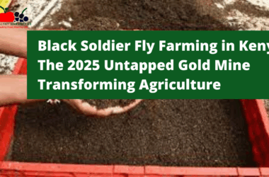 Black Soldier Fly Farming in Kenya 2025: The Untapped Gold Mine Transforming Agriculture