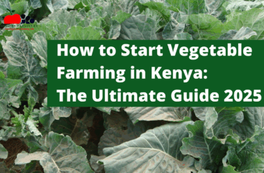 How to Start Vegetable Farming in Kenya: The Ultimate Guide 2025