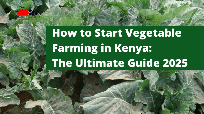 How to Start Vegetable Farming in Kenya: The Ultimate Guide 2025