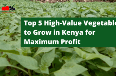 Top 5 High-Value Vegetables to Grow in Kenya for Maximum Profit: A Beginner's Guide