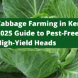 Cabbage Farming in Kenya: 2025 Guide to Pest-Free, High-Yield Heads
