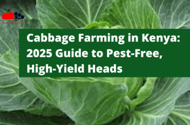 Cabbage Farming in Kenya: 2025 Guide to Pest-Free, High-Yield Heads