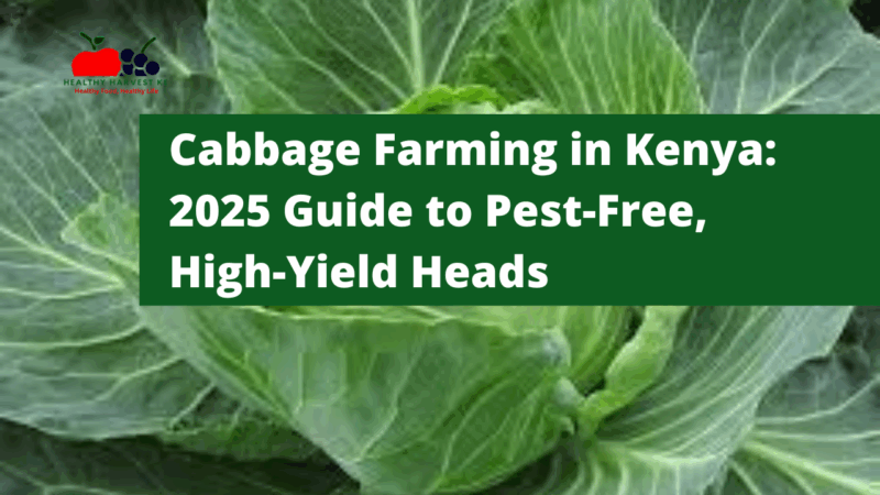 Cabbage Farming in Kenya: 2025 Guide to Pest-Free, High-Yield Heads