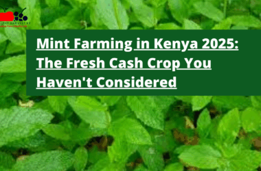 Mint Farming in Kenya 2025: The Fresh Cash Crop You Haven't Considered