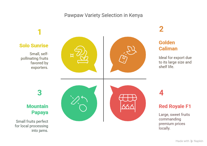 Choosing Your Pawpaw Variety_ What Works in Kenya - visual selection