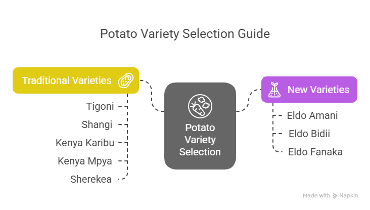Choosing the Right Potato Variety - visual selection