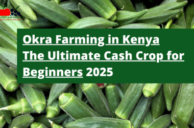 Okra Farming in Kenya: The Ultimate Cash Crop for Beginners