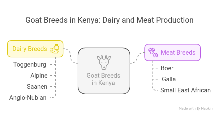 goat farming in Kenya