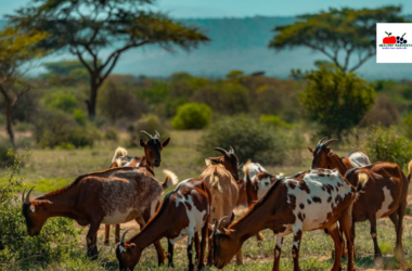 A small herd of healthy meat goats grazing on natural pasture in Kenya's semi-arid landscape, with acacia trees in the background and mountains on the horizon. The image should showcase indigenous Kenyan goat breeds in their natural environment, highlighting their adaptability to local conditions
