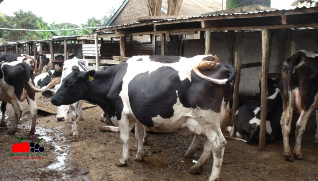 Zero Grazing Dairy Farming in Kenya: The Ultimate Beginner's Guide