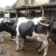 Zero Grazing Dairy Farming in Kenya: The Ultimate Beginner's Guide