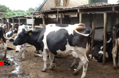 Zero Grazing Dairy Farming in Kenya: The Ultimate Beginner's Guide