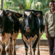 "Two healthy Friesian dairy cows standing in a modern, clean zero-grazing unit in Kenya. Bright natural light illuminates the well-designed housing structure with feeding troughs, water access, and comfortable bedding. A proud Kenyan farmer in casual work clothes stands nearby, suggesting prosperity and successful small-scale farming."