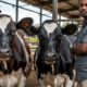 "Two healthy Friesian dairy cows standing in a modern, clean zero-grazing unit in Kenya. Bright natural light illuminates the well-designed housing structure with feeding troughs, water access, and comfortable bedding. A proud Kenyan farmer in casual work clothes stands nearby, suggesting prosperity and successful small-scale farming."