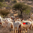 A small herd of white Galla goats with their distinctive long legs browsing on shrubs and brush in a sun-drenched, arid Kenyan landscape. The image shows their impressive size compared to typical goats, with some standing on hind legs to reach higher vegetation. Include hills in the background and acacia trees to establish the setting as Kenya's semi-arid region.