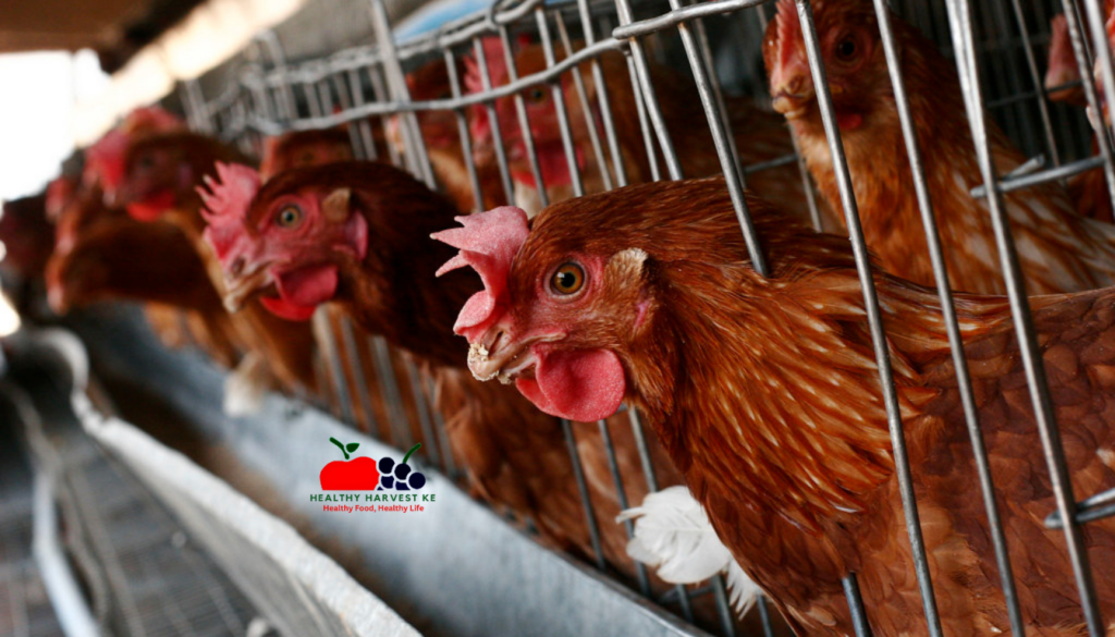 Layer Chicken Farming in Kenya: The Ultimate Guide to Profitable Egg Production