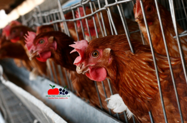 Layer Chicken Farming in Kenya: The Ultimate Guide to Profitable Egg Production